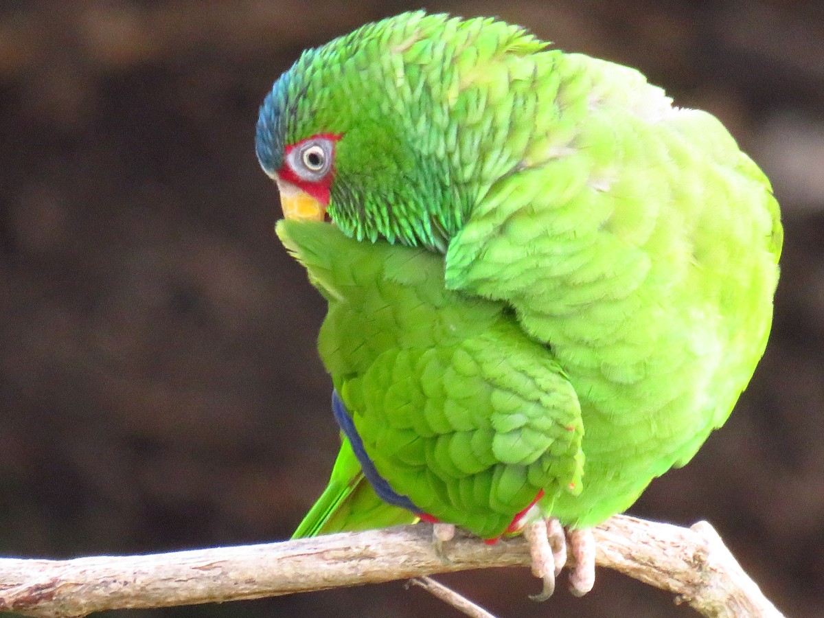 White-fronted Parrot - ML335963771