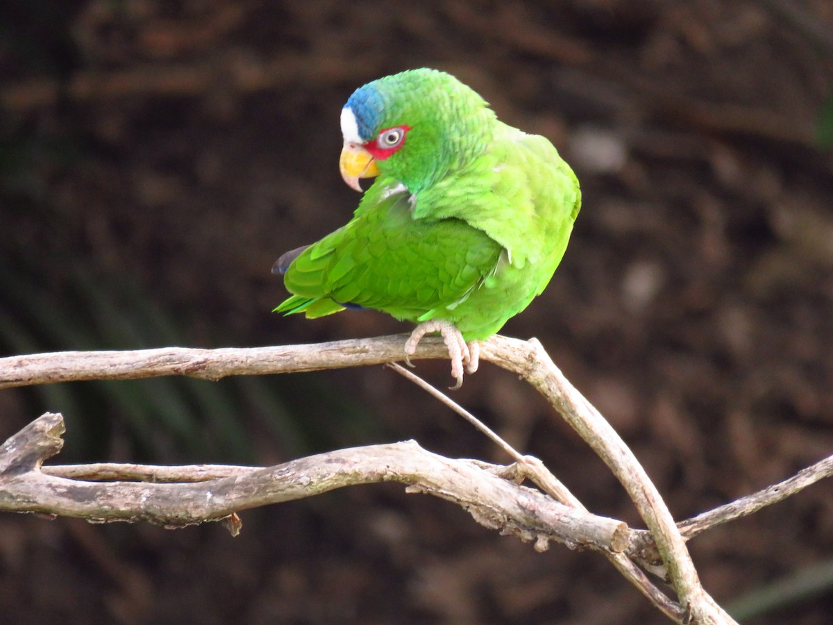 White-fronted Parrot - ML335963951