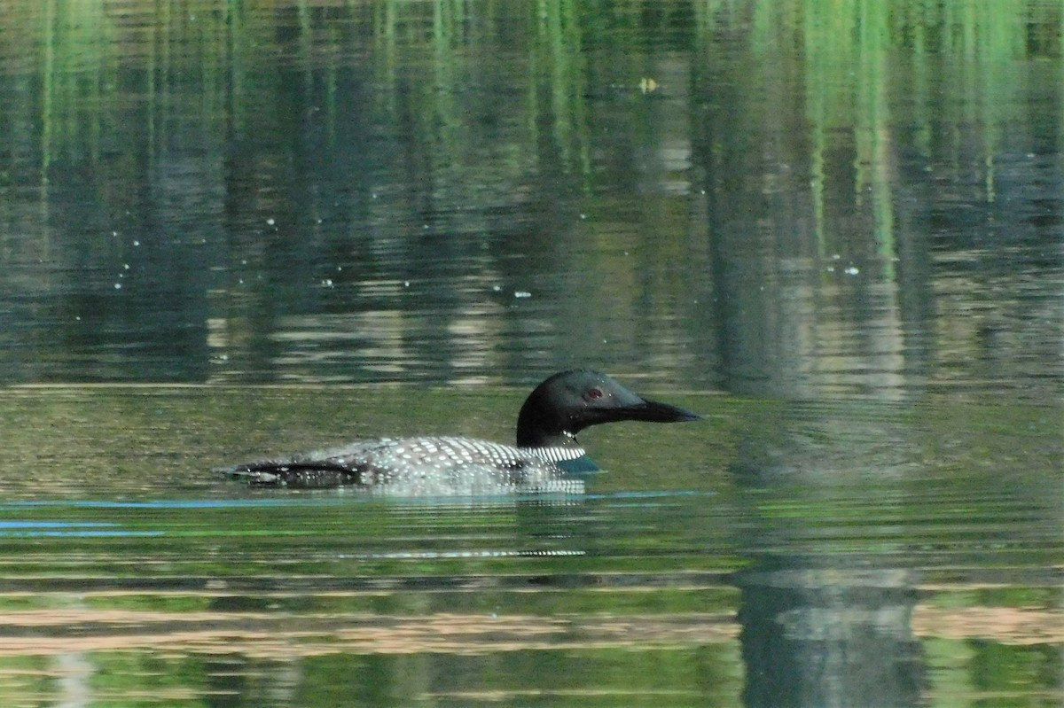 Common Loon - ML335964661