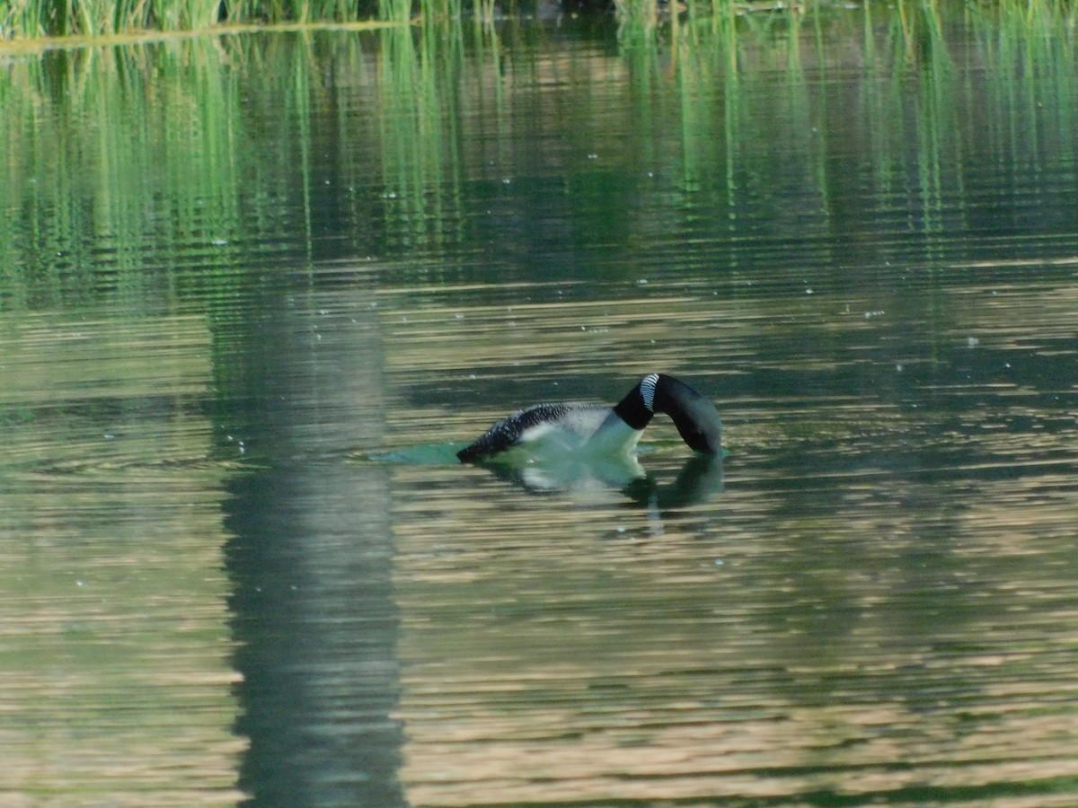 Common Loon - ML335964791