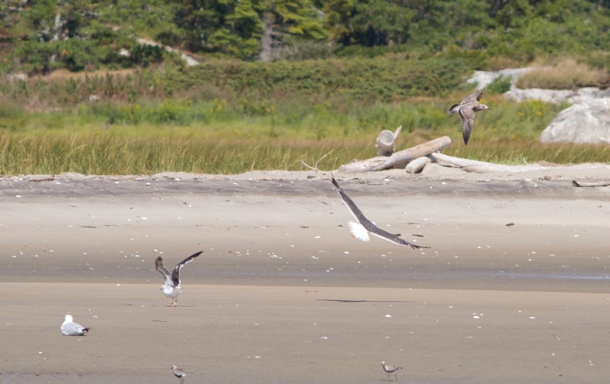 Lesser Black-backed Gull - ML33596601