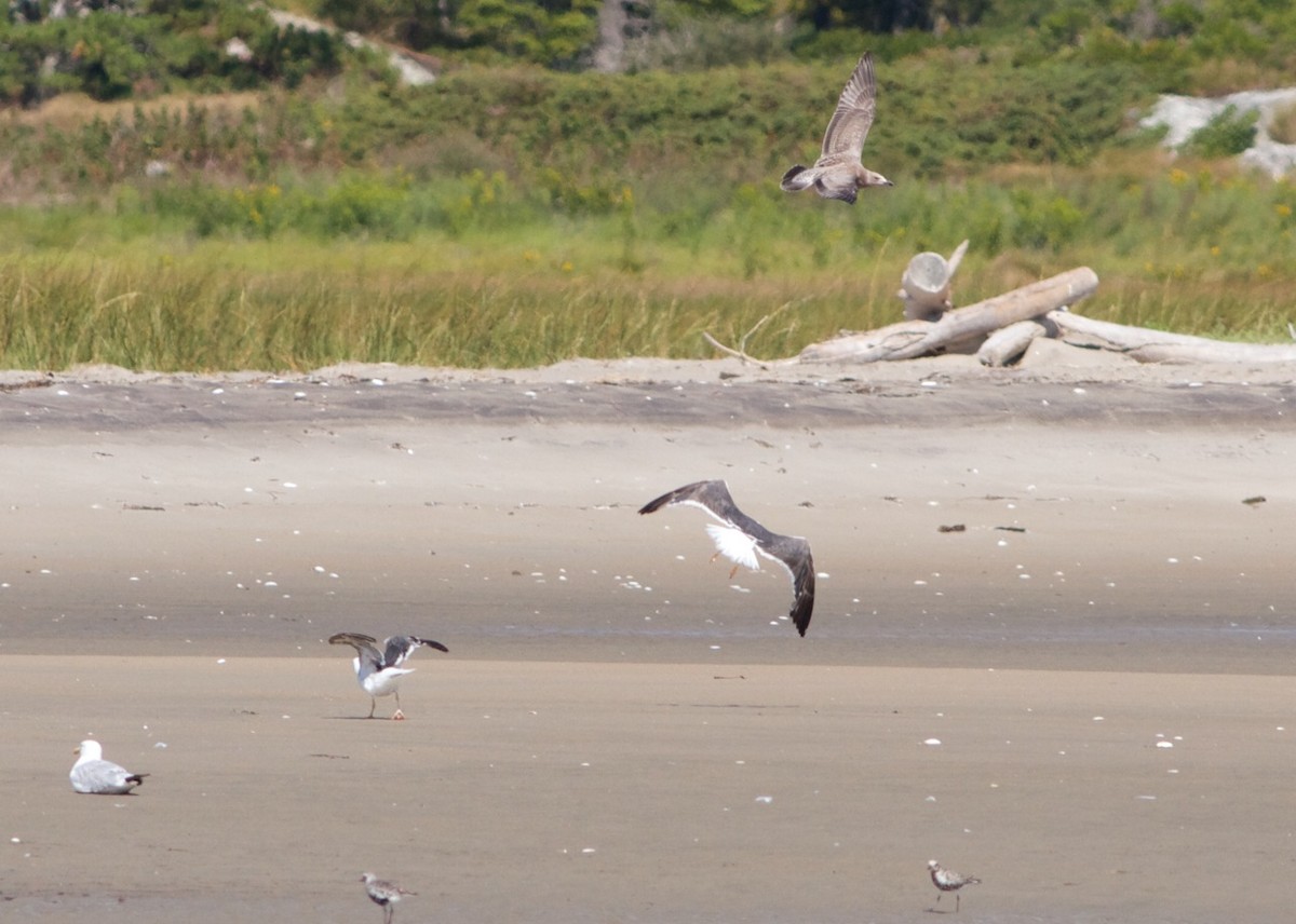 Lesser Black-backed Gull - ML33596641