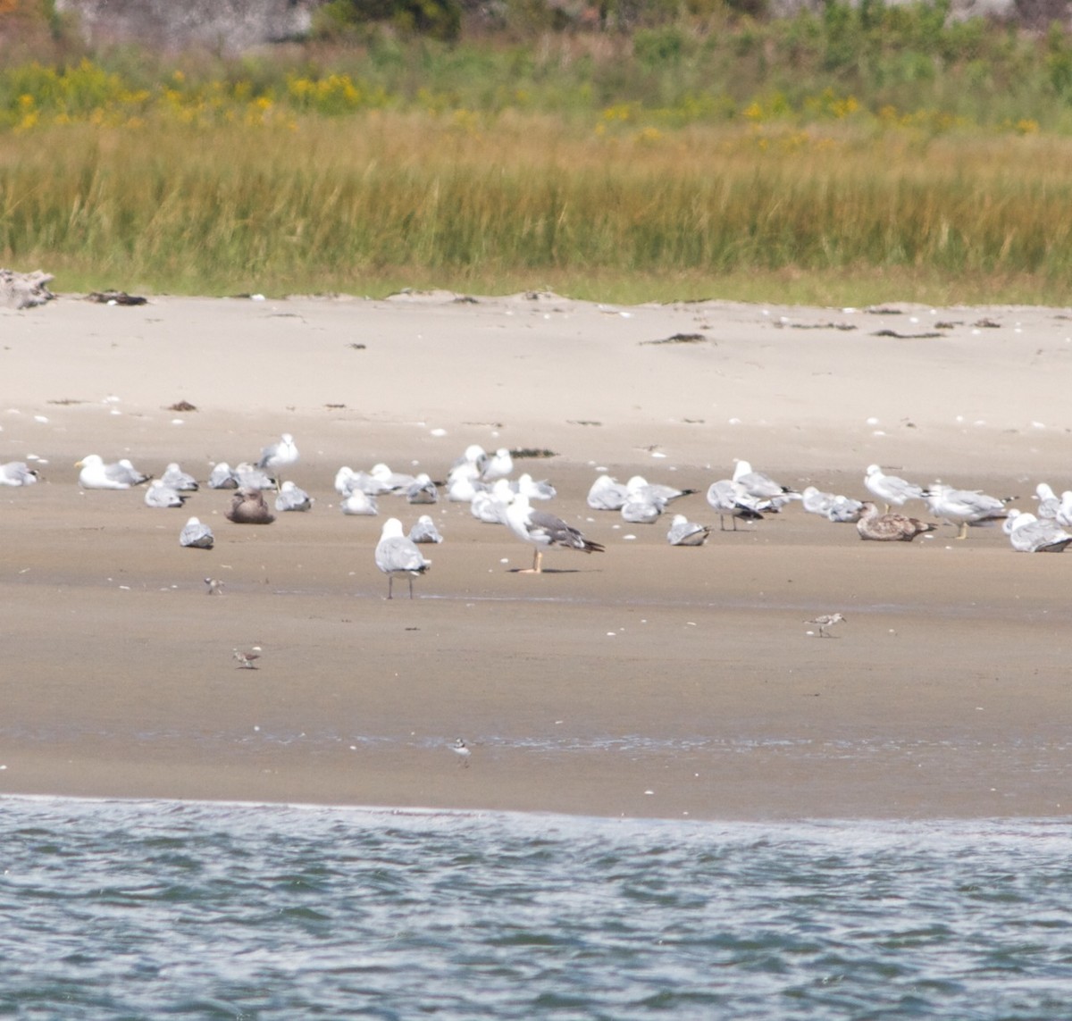 Lesser Black-backed Gull - ML33596651