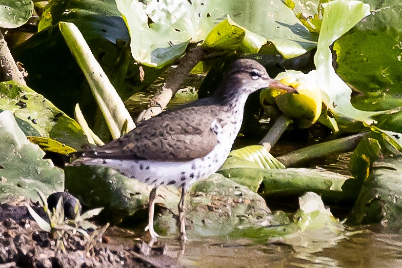 Spotted Sandpiper - ML335970821