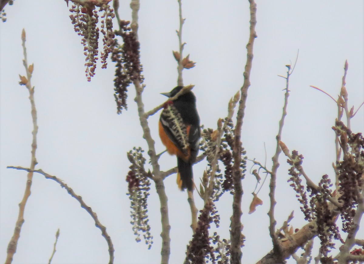 Baltimore Oriole - ML335970851