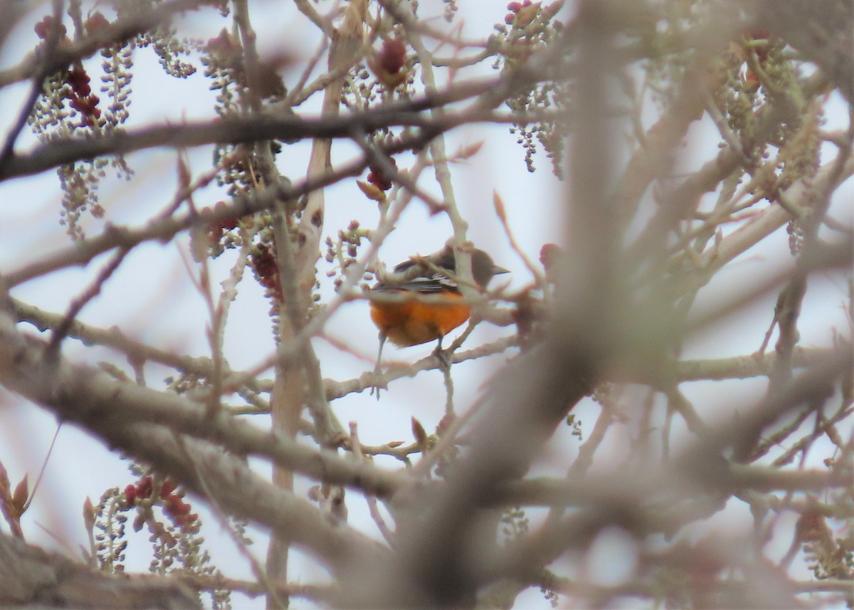 Baltimore Oriole - ML335970861