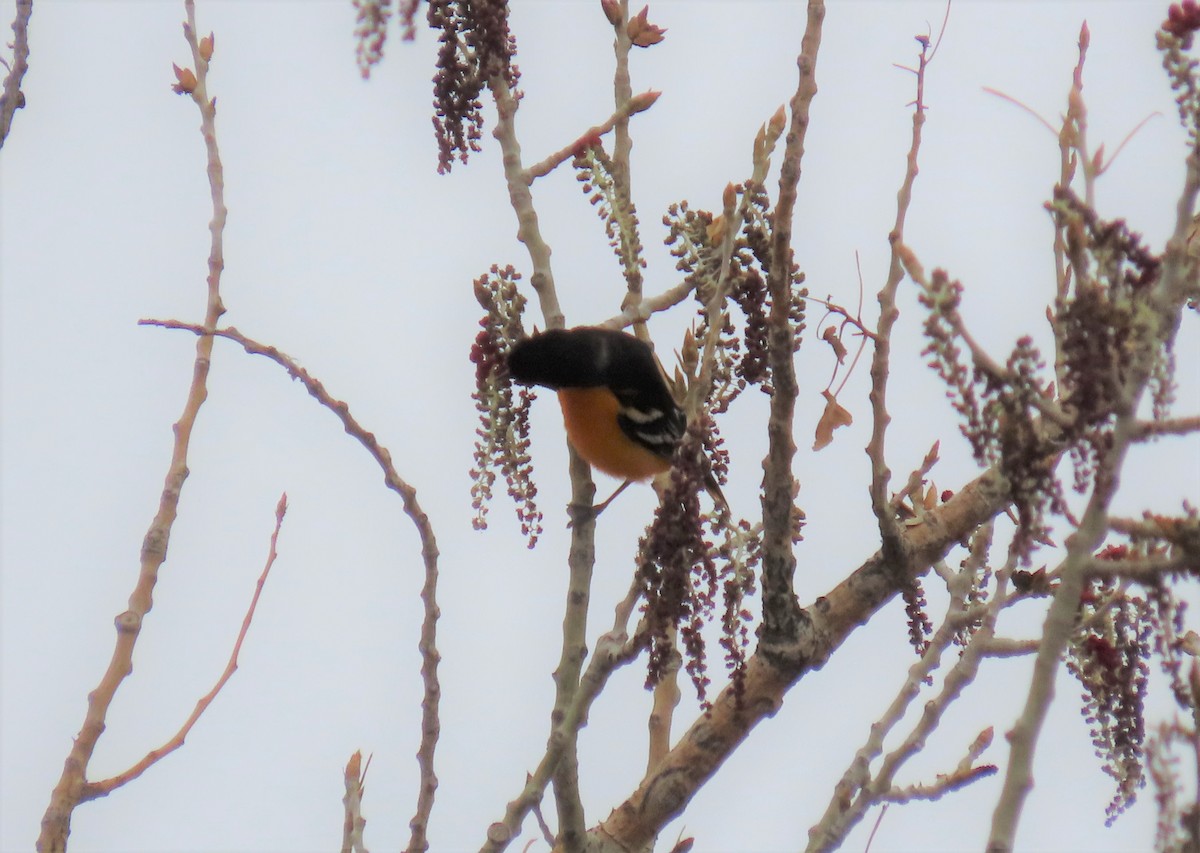 Baltimore Oriole - ML335970891