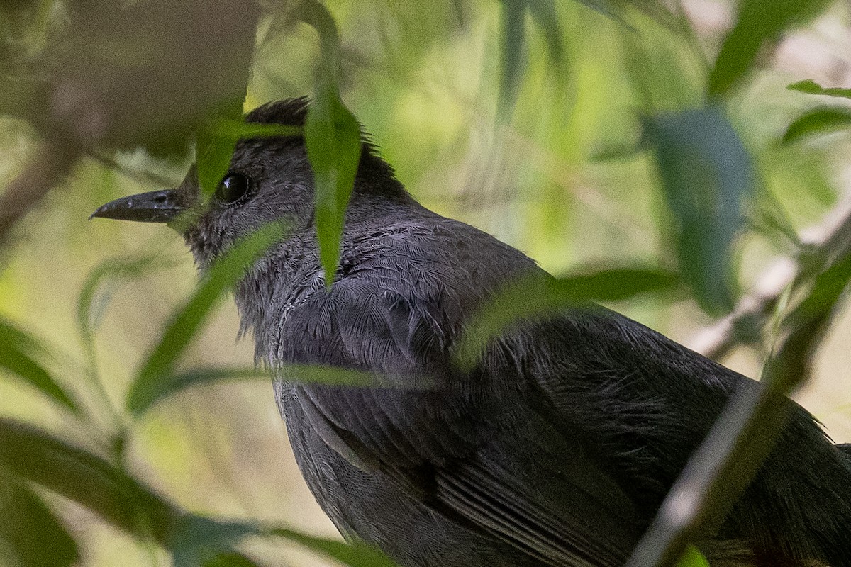 Gray Catbird - ML335971001