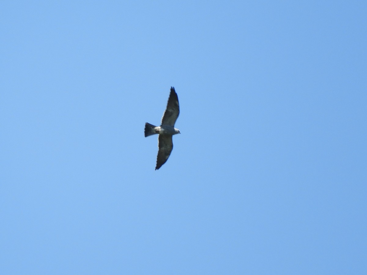 Mississippi Kite - ML335973961