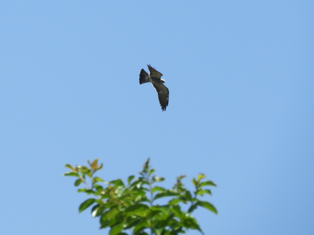 Mississippi Kite - ML335974001