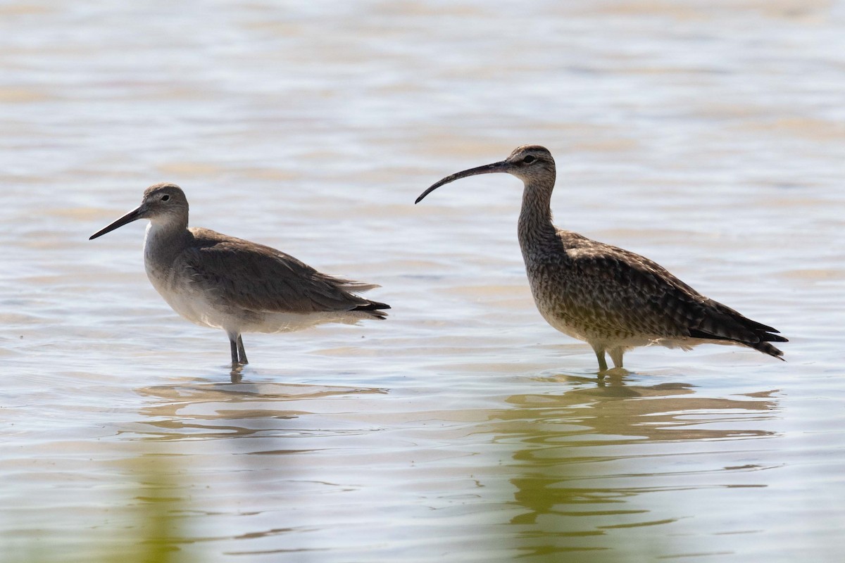 Willet - Eric VanderWerf