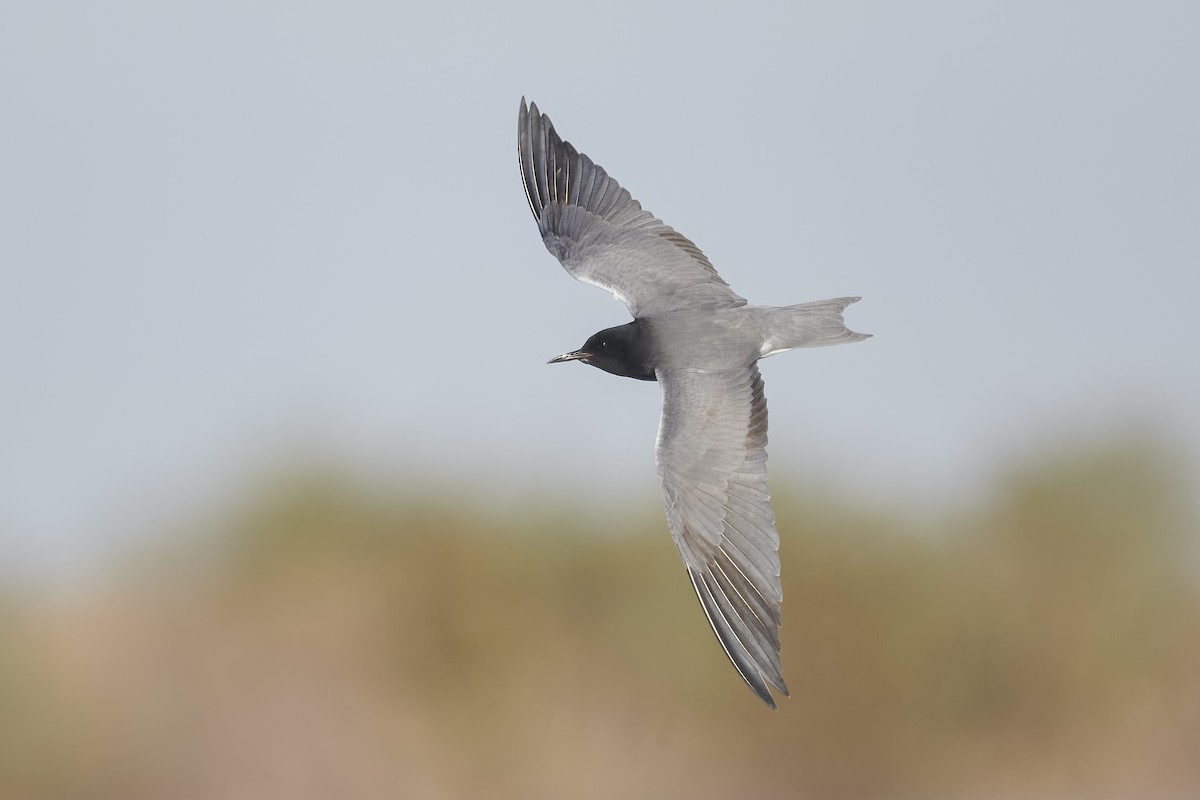 Black Tern - ML335974551