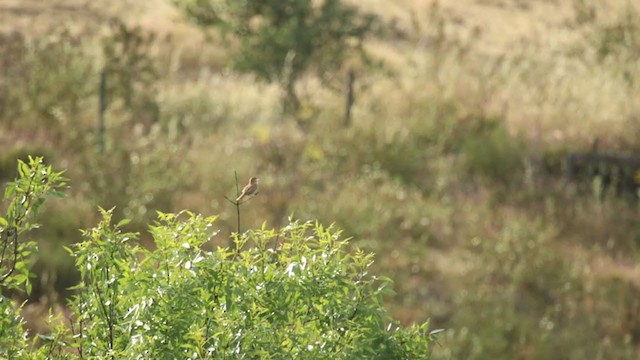 Rufous-tailed Scrub-Robin - ML335975151