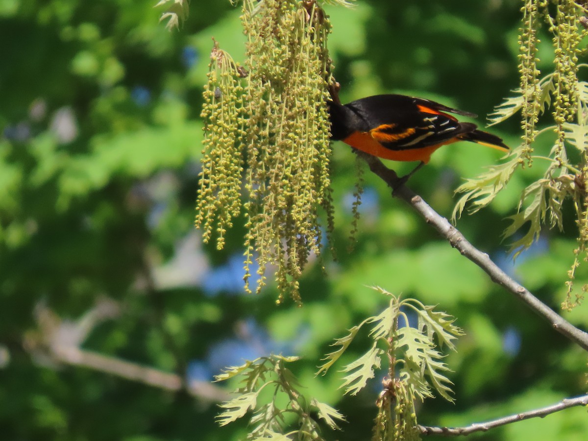 Baltimore Oriole - ML335975761