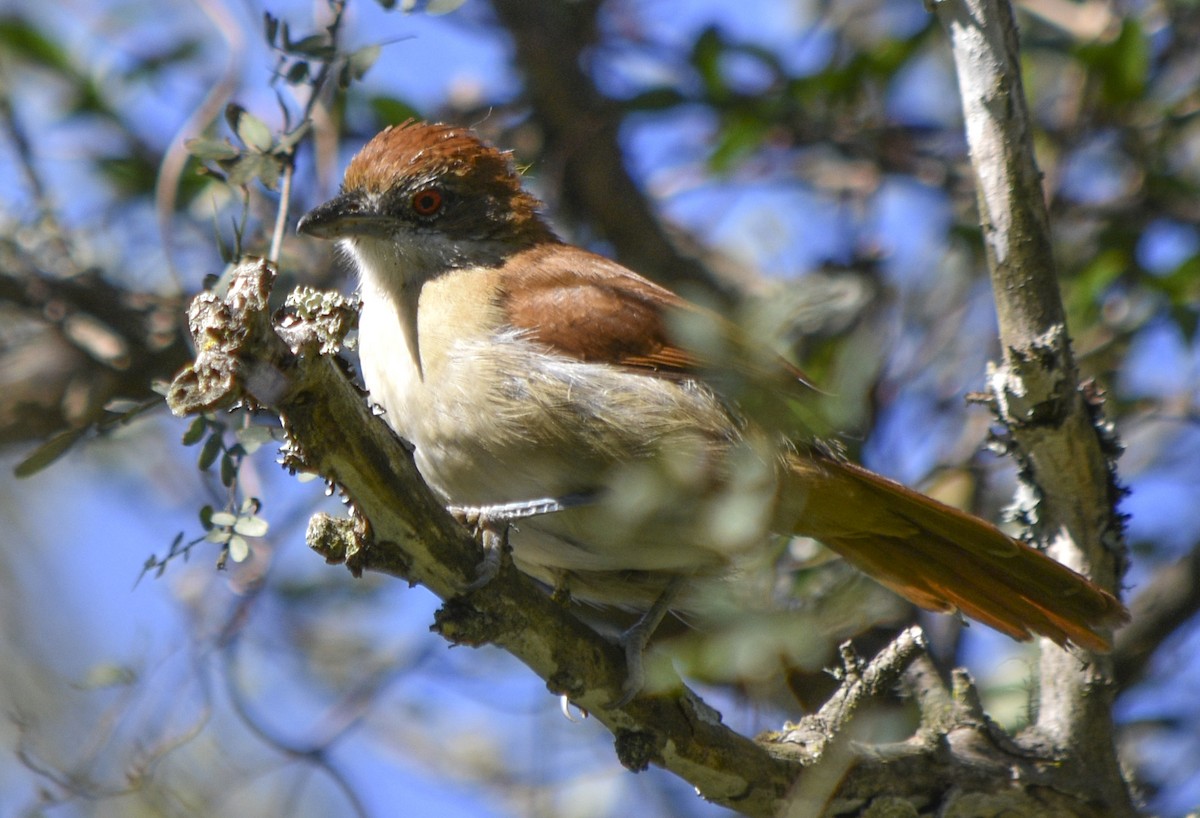 Great Antshrike - ML335976031