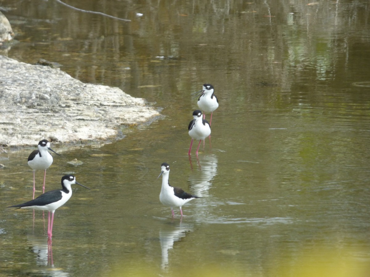 Black-necked Stilt - ML335976751