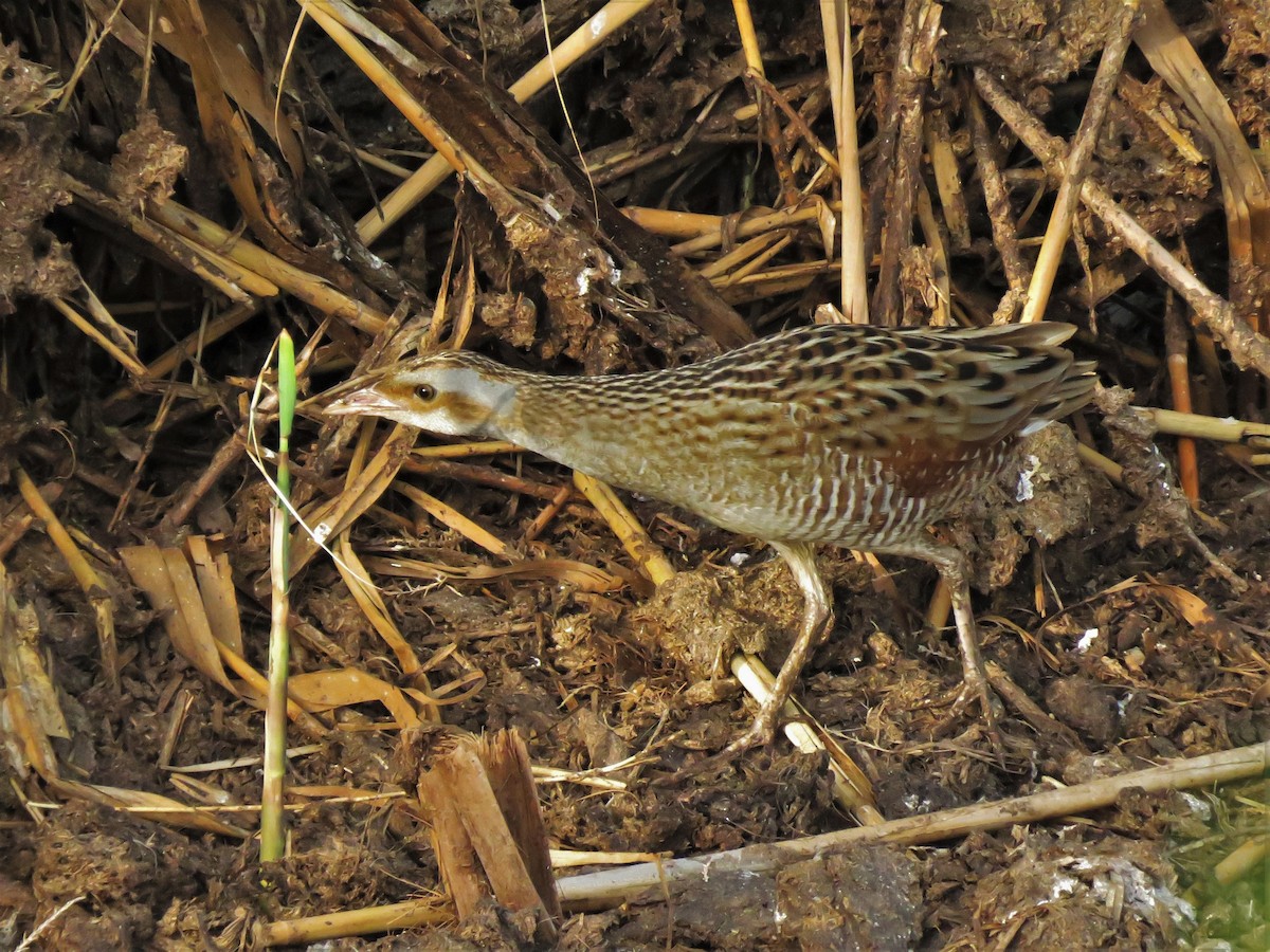 Corn Crake - ML335977371