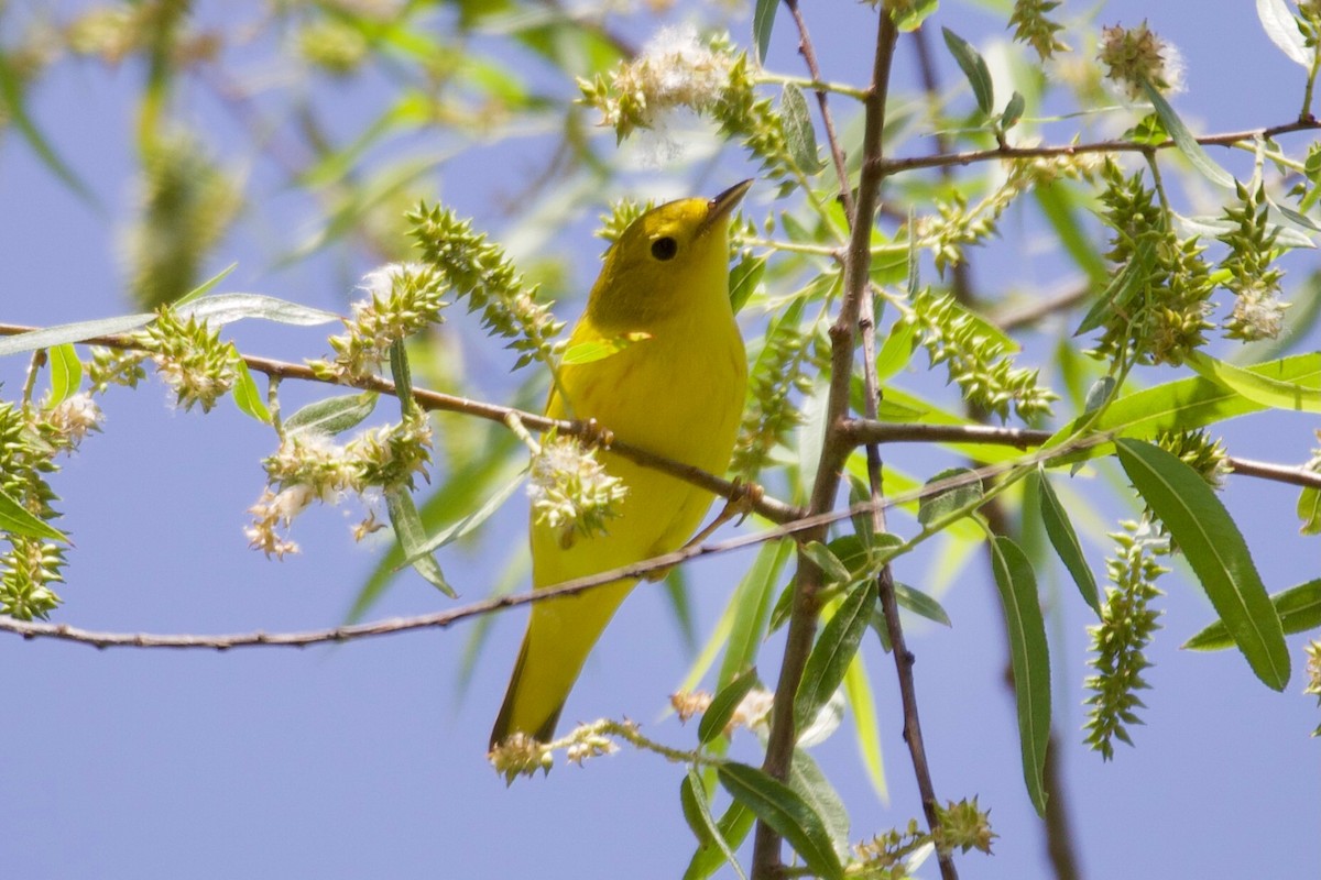 Yellow Warbler (Northern) - ML335977461