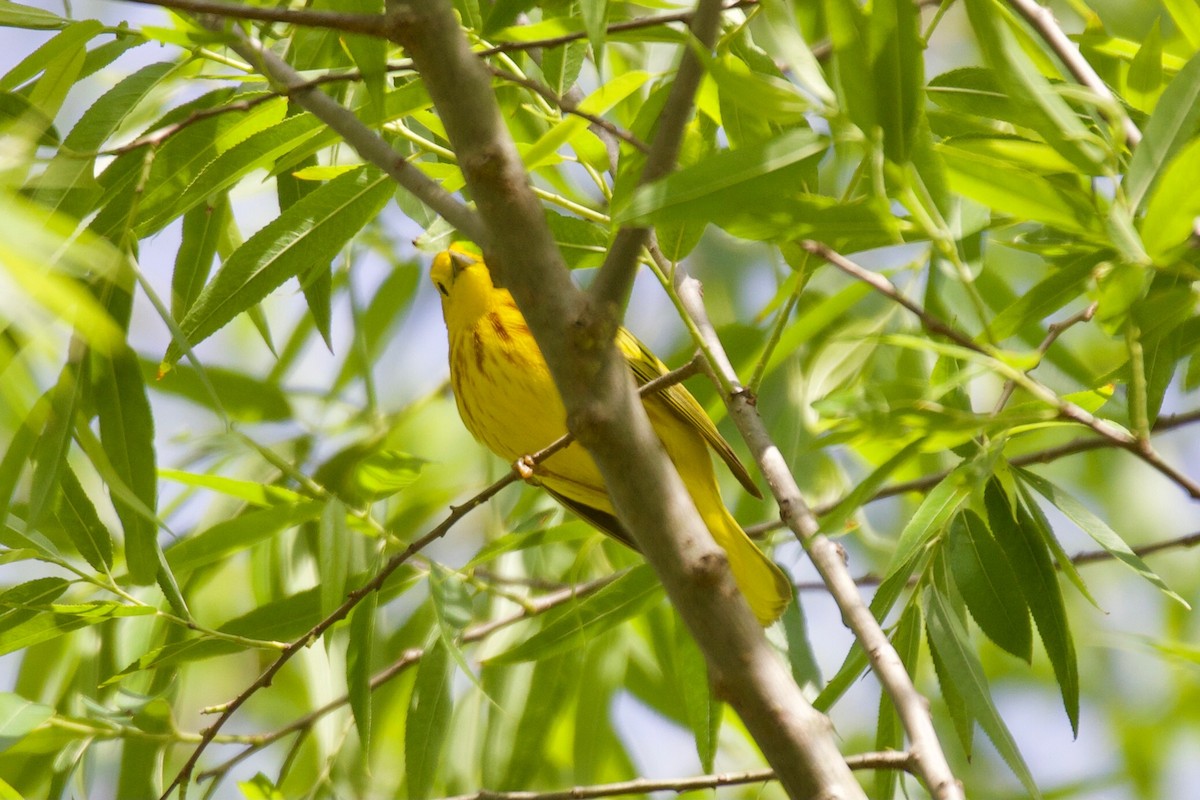 Yellow Warbler (Northern) - ML335977471
