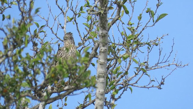 アカハラクサカリドリ - ML335977671