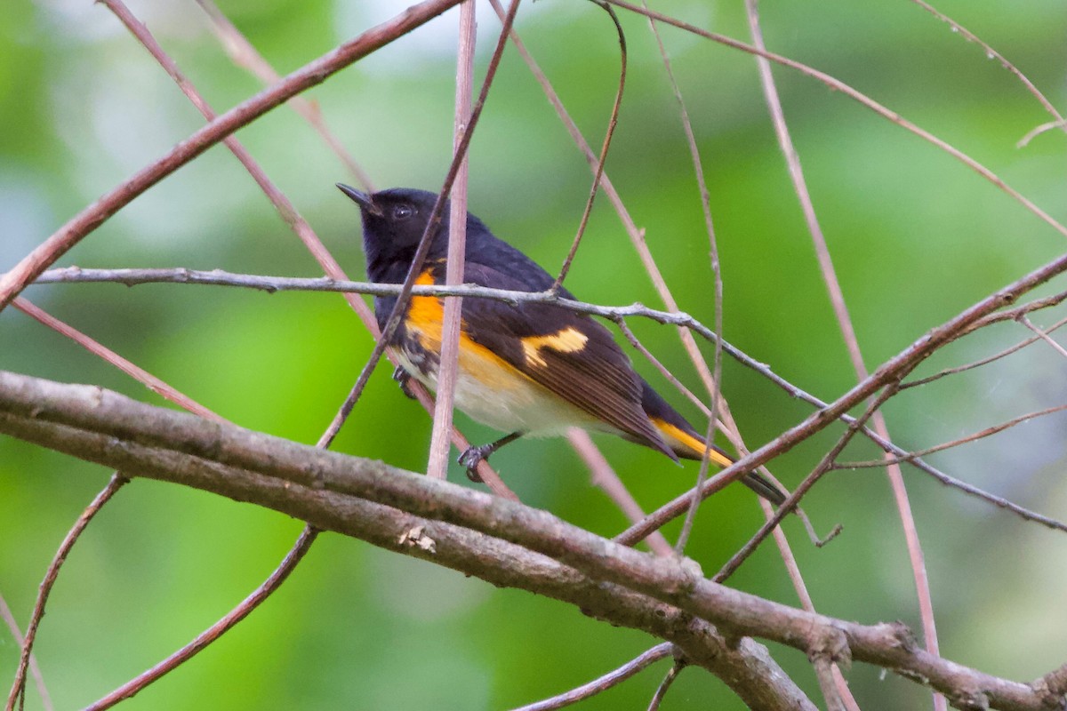 American Redstart - ML335978501