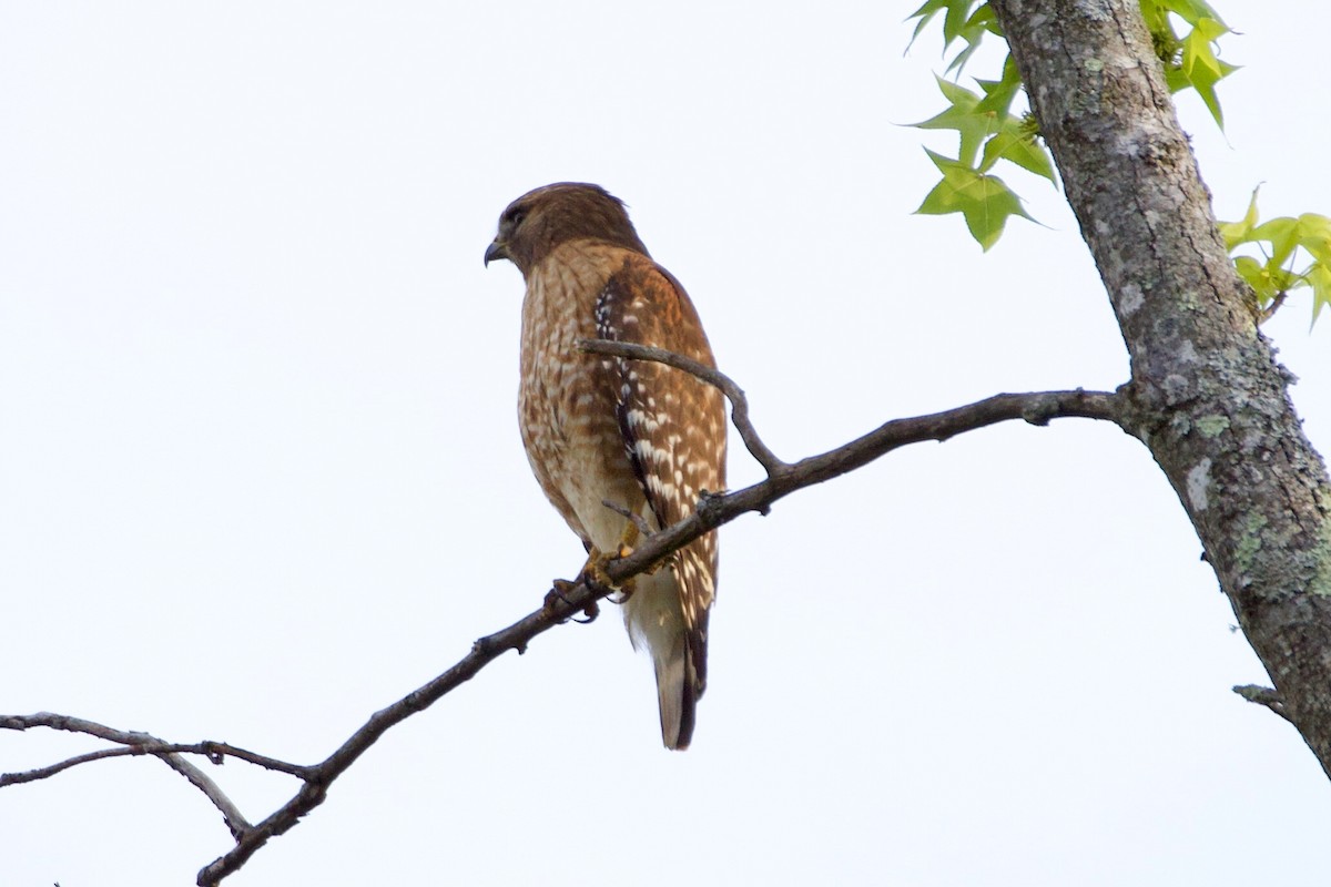 Red-shouldered Hawk - ML335978861