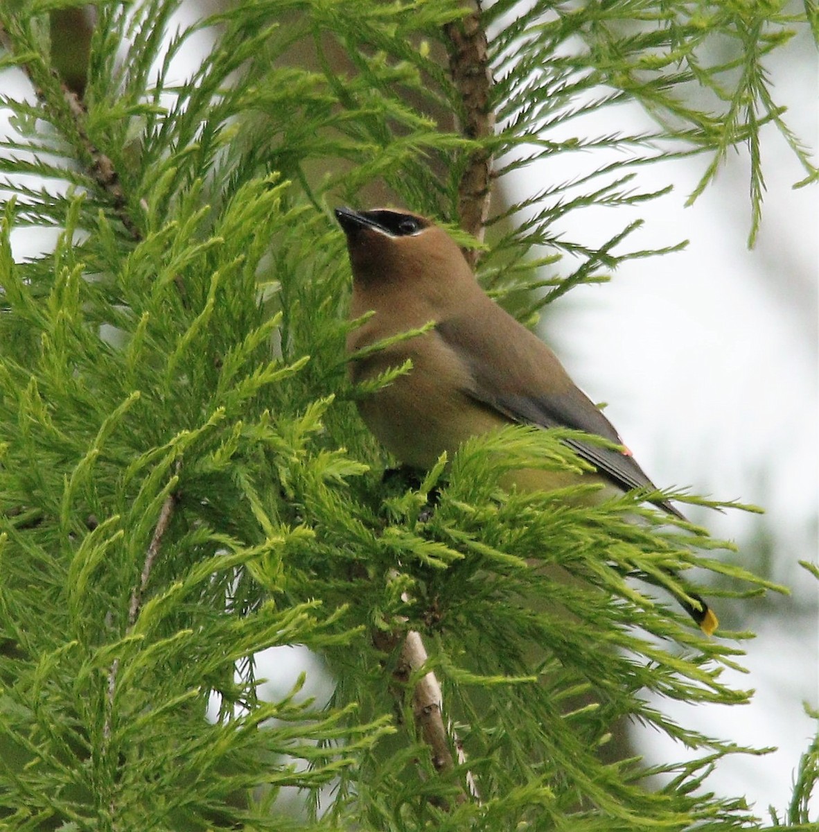 Cedar Waxwing - ML335979381