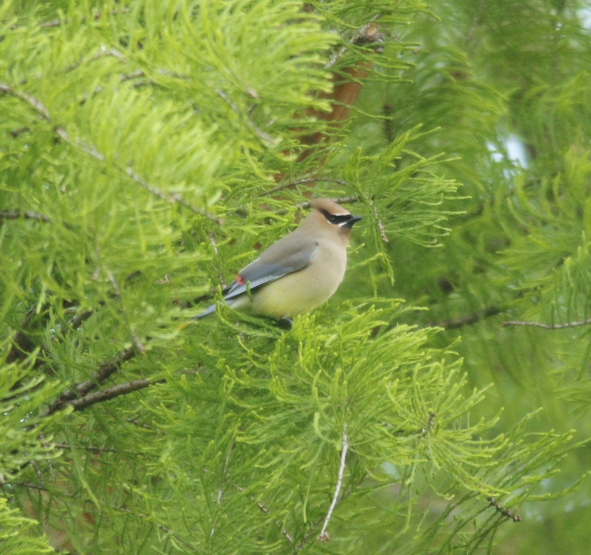 Cedar Waxwing - ML335979391