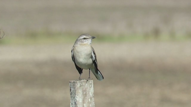 White-banded Mockingbird - ML335979801