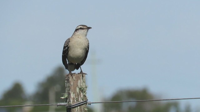 Chalk-browed Mockingbird - ML335981171