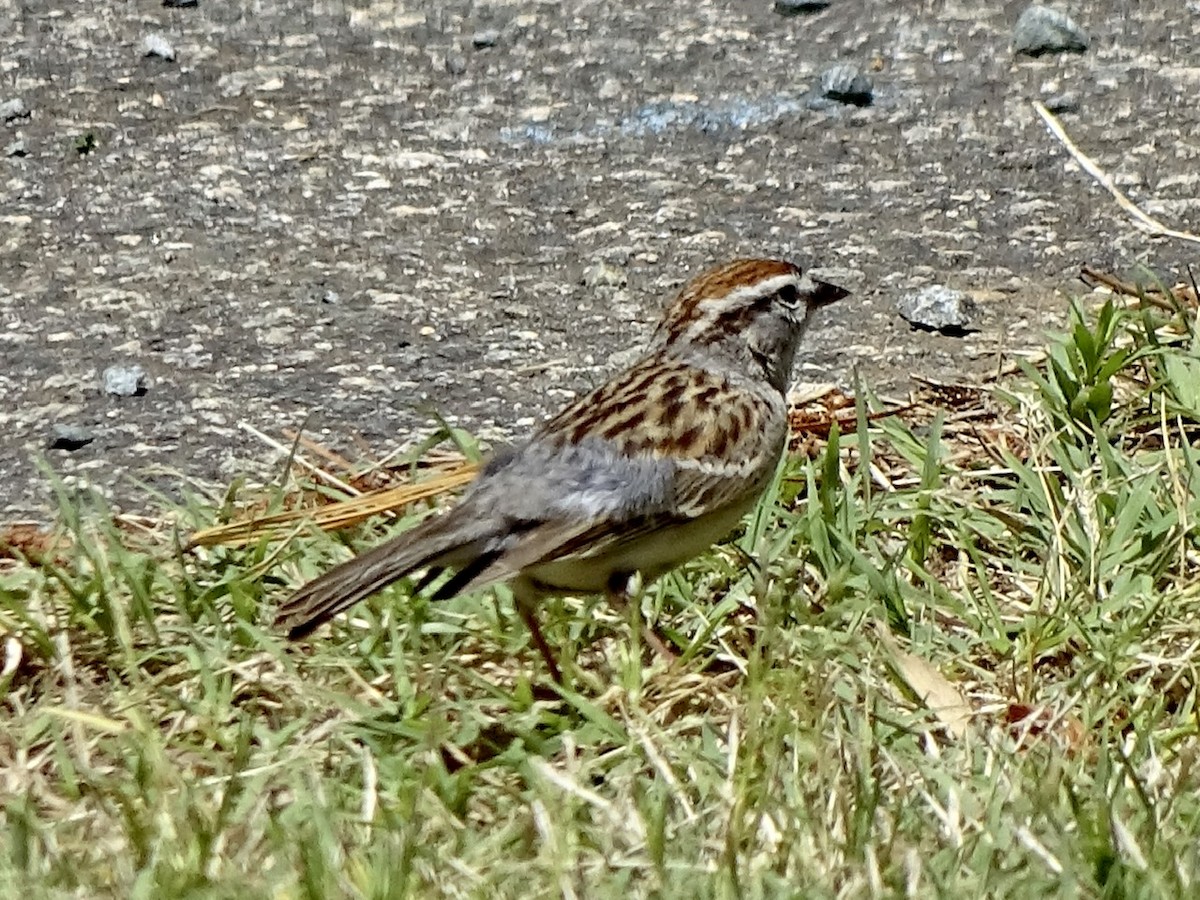 Chipping Sparrow - ML335982301