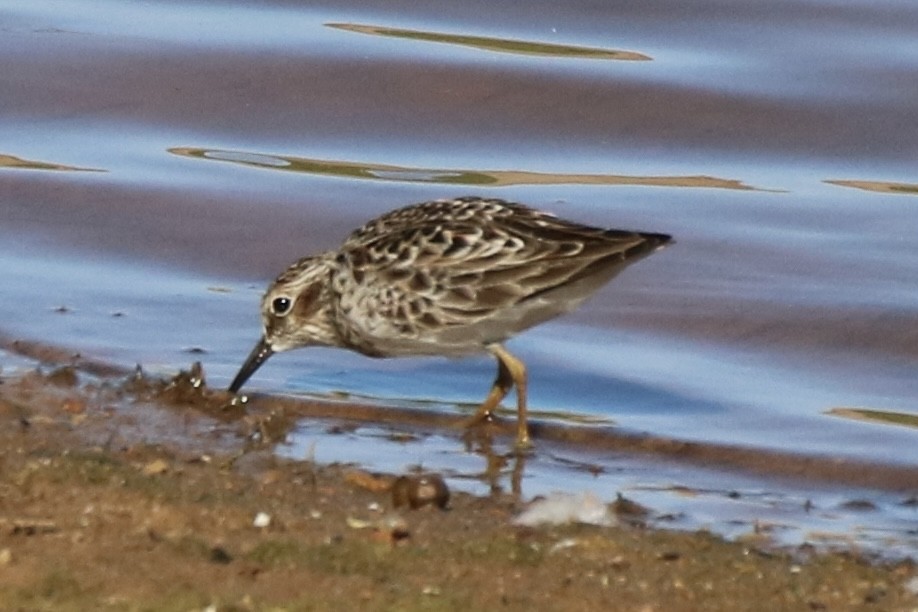 Least Sandpiper - ML335983781