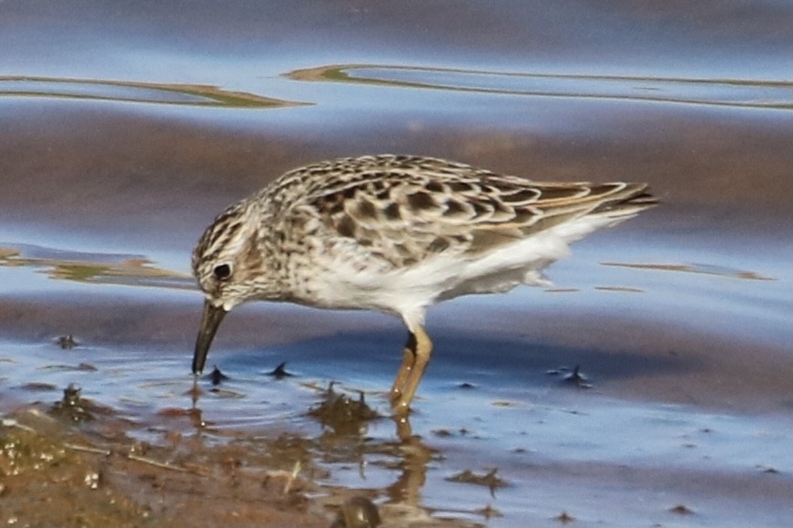 Least Sandpiper - Kelly Krechmer