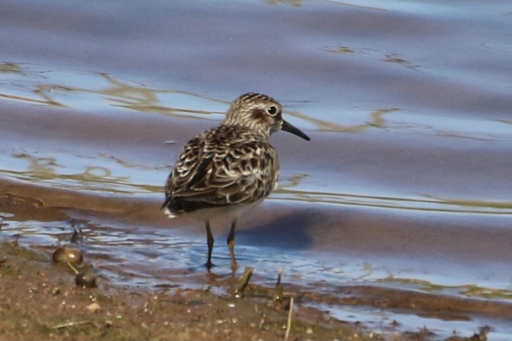 Least Sandpiper - Kelly Krechmer