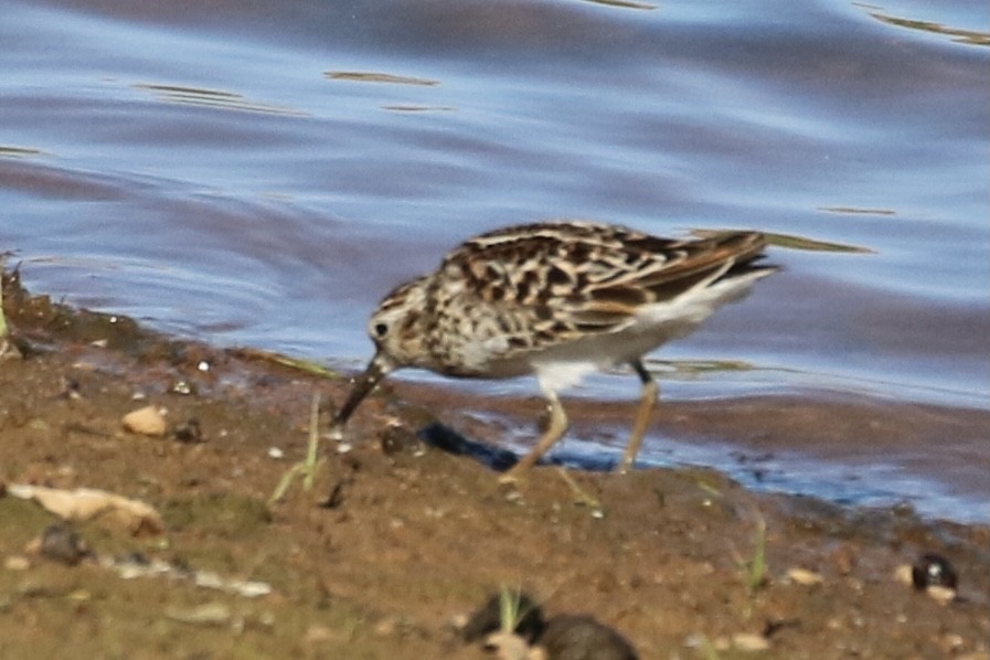 Least Sandpiper - Kelly Krechmer