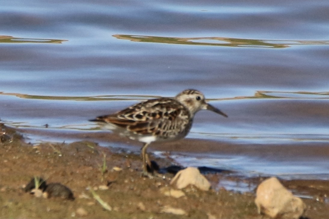 Least Sandpiper - Kelly Krechmer