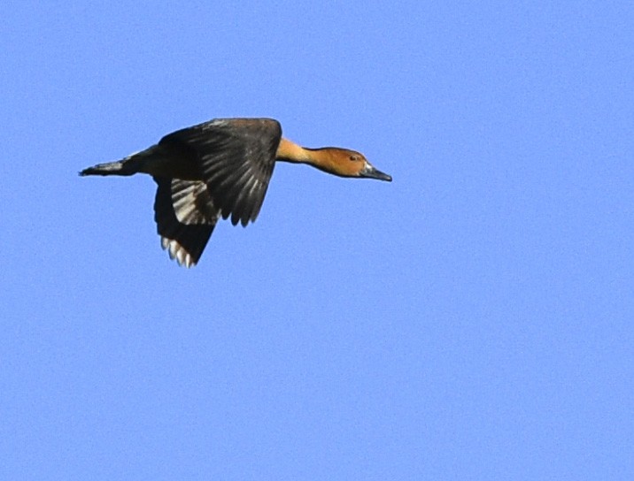 Fulvous Whistling-Duck - ML335984071