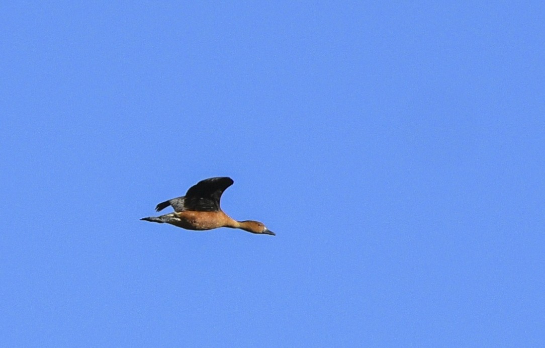 Fulvous Whistling-Duck - ML335984101