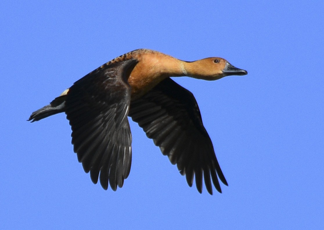 Fulvous Whistling-Duck - ML335984121