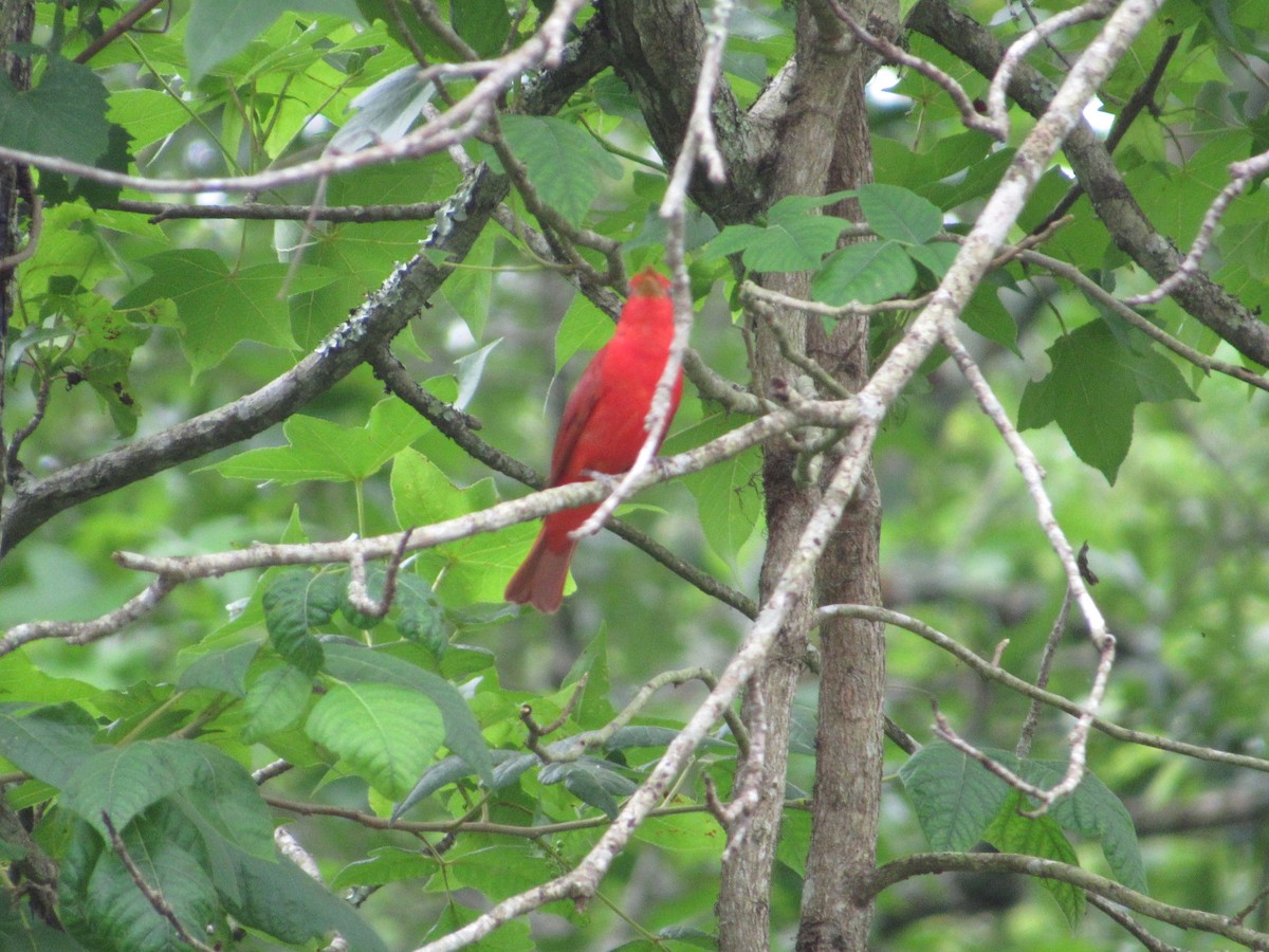 Summer Tanager - ML33598501