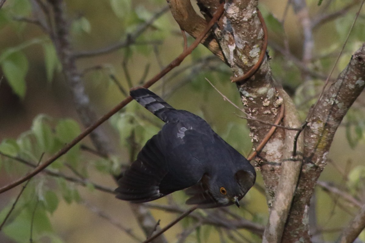 Hodgson's Hawk-Cuckoo - ML335987941