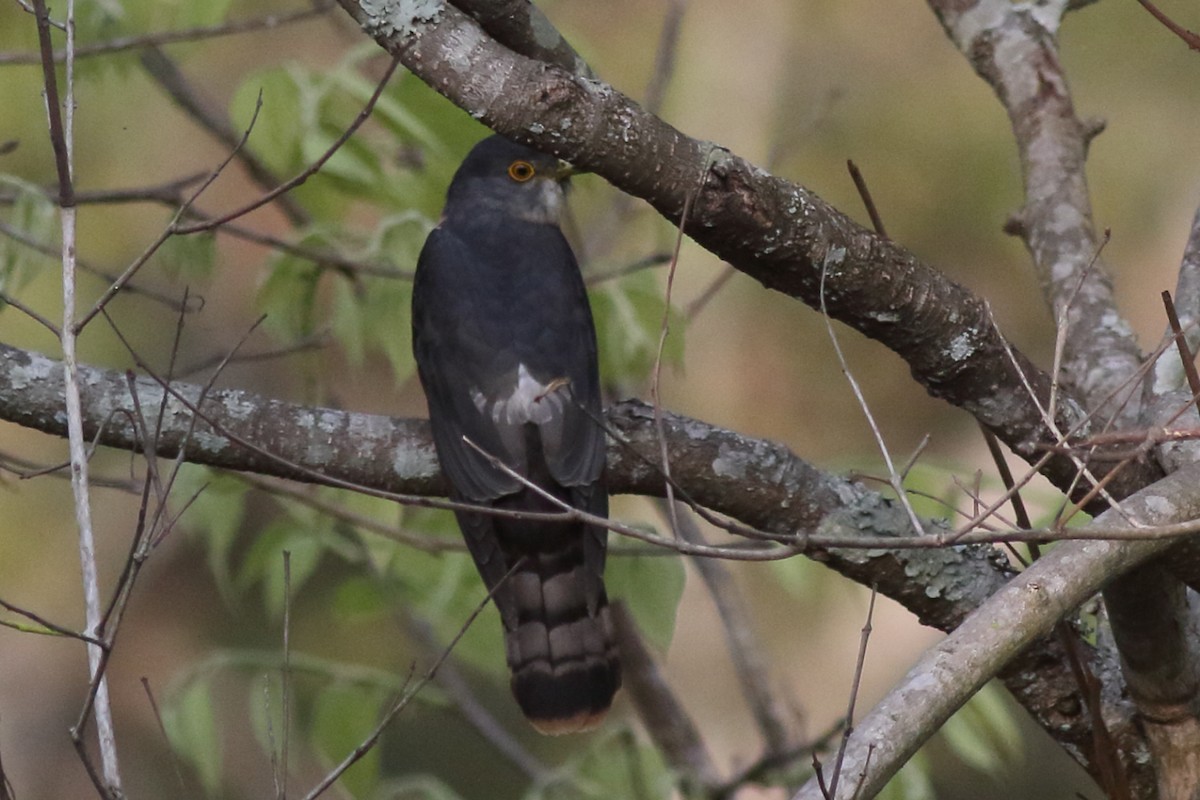 Hodgson's Hawk-Cuckoo - ML335987951