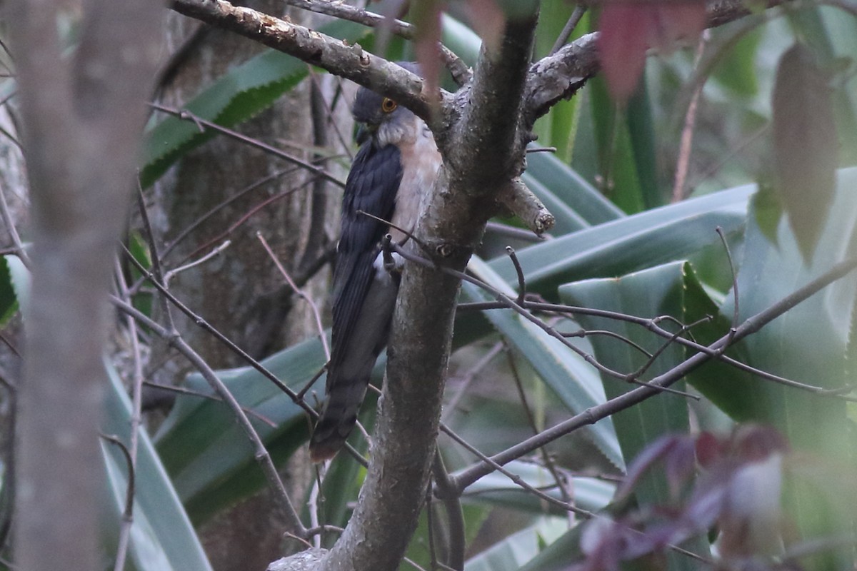 Hodgson's Hawk-Cuckoo - ML335987971