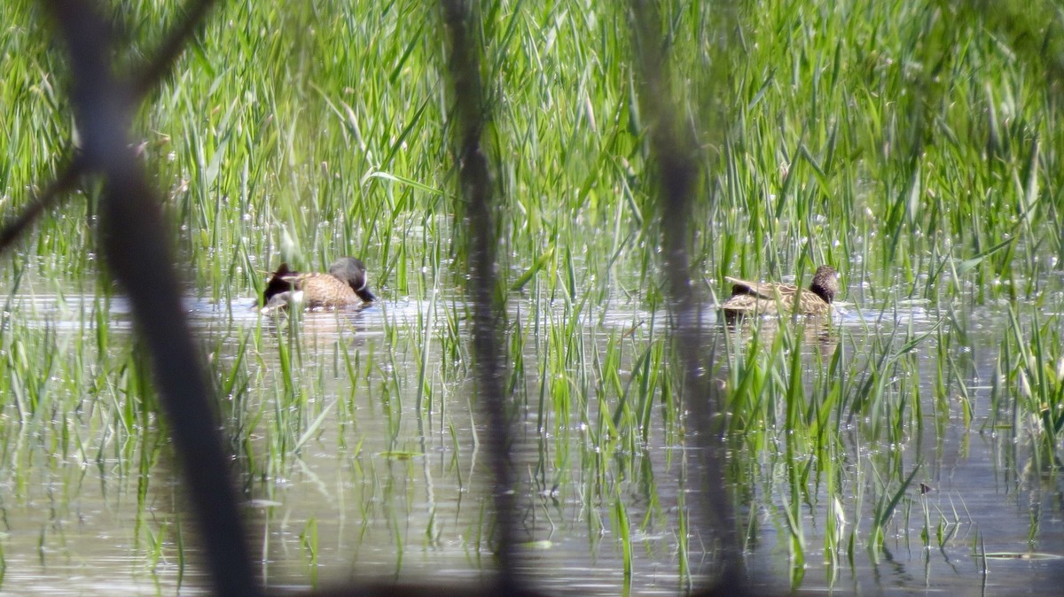 Blue-winged Teal - ML335988351