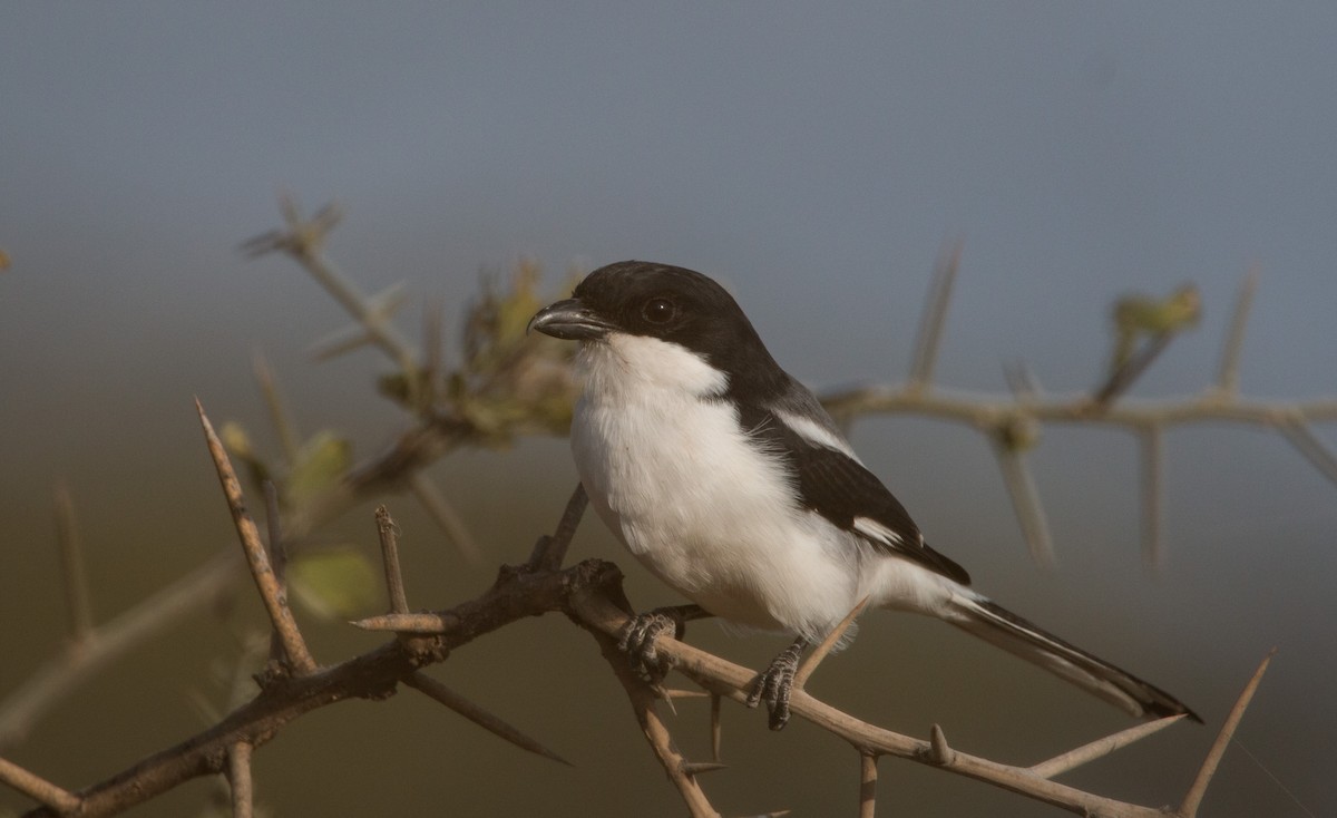 Somali Fiscal - Ian Davies