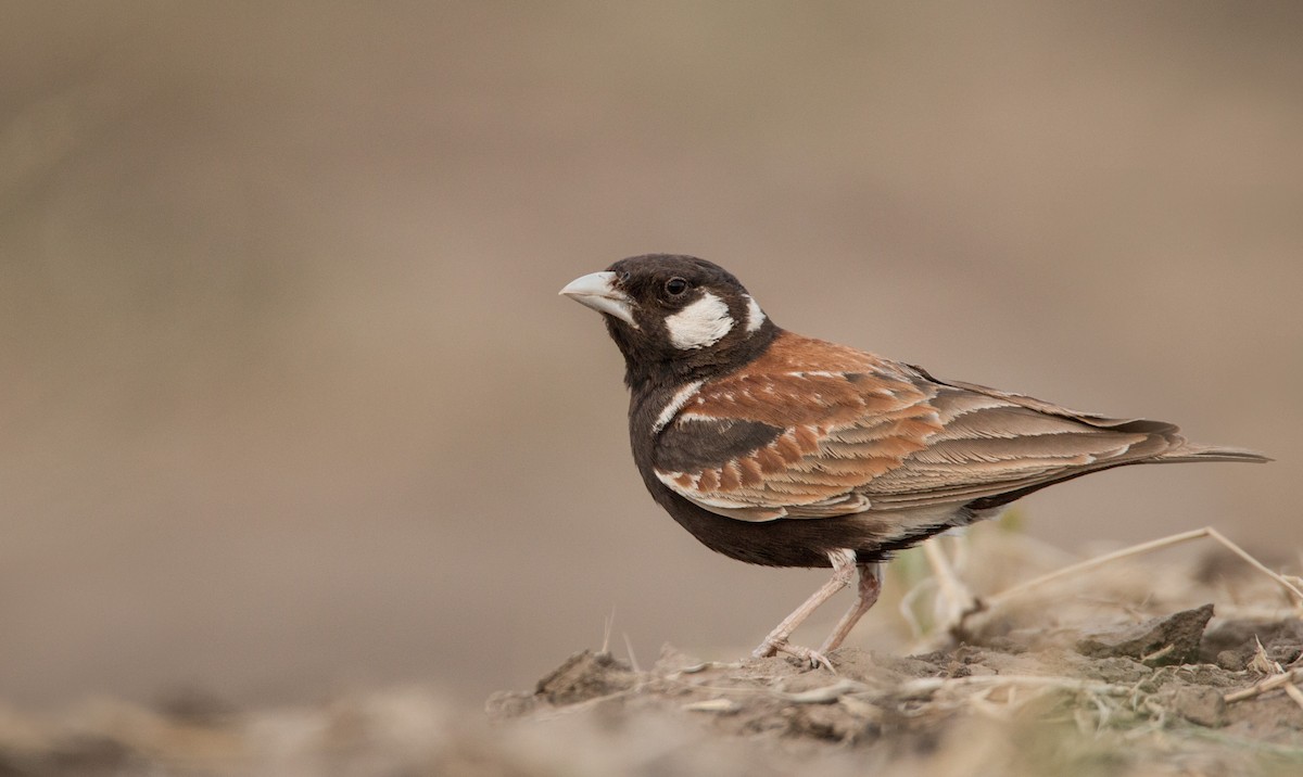 Chestnut-backed Sparrow-Lark - ML33598921