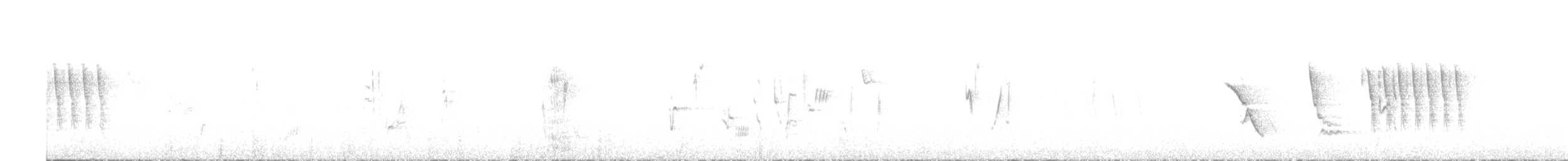 Тауї плямистий x окаї - ML335989331