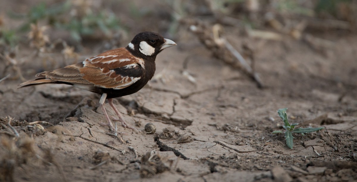 Chestnut-backed Sparrow-Lark - Ian Davies