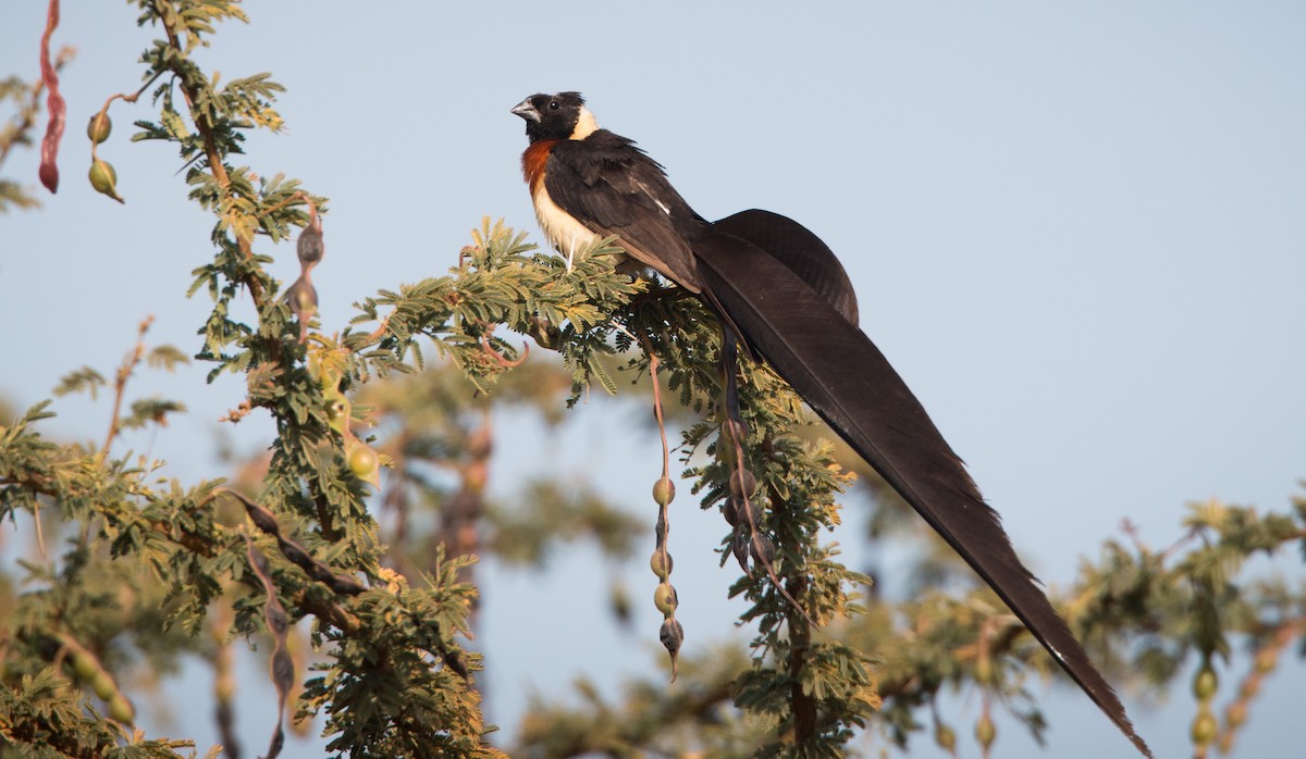 Eastern Paradise-Whydah - Ian Davies