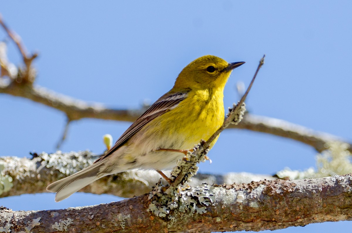 Pine Warbler - Patrick LaClair